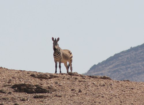desert-zebra