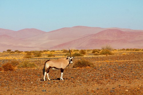 sossusvlei-one-horned-oryx