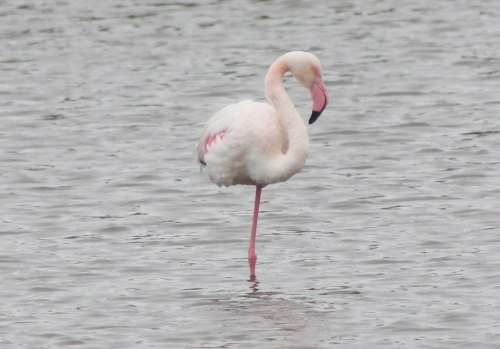 swakopmund-greater-flamingo