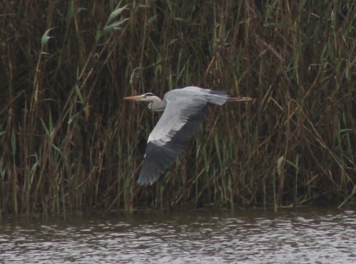 swakopmund-grey-heron