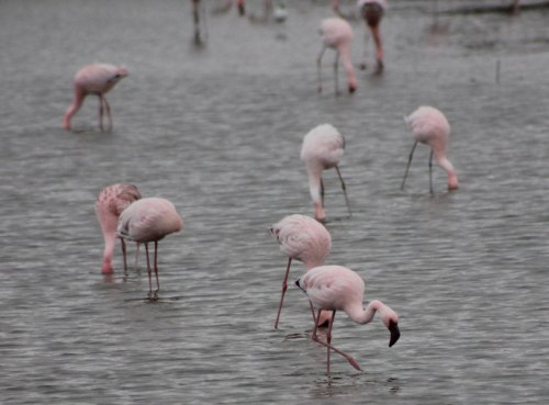 swakopmund-lesser-flamingo