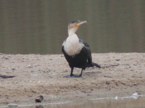 swakopmund-white-breasted-cormorant