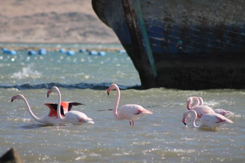 luderitz-flamingos