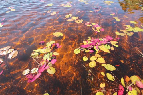 Okavango Delta lillypads