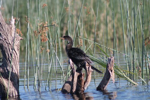 reed cormorant