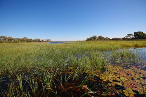 okavango delta landscape