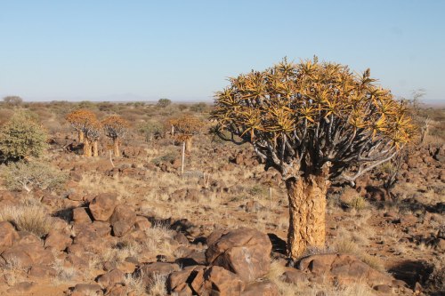quiver tree forest