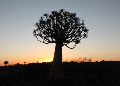 quiver-tree-sunset